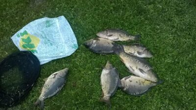 Carp ×7
