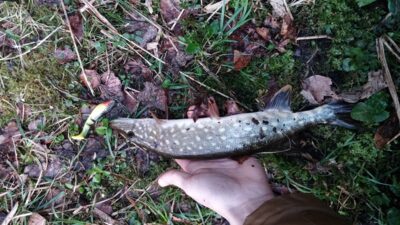 Northern Pike, 0.5 kg — Antavilio