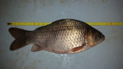 Crucian carp, 0.9 kg — Pailių