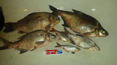 Carp bream ×3 — Kuršių