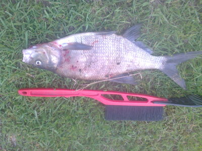 Carp bream, 1.0 kg — Rūdaičių