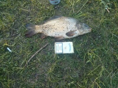 Carp, 1.0 kg