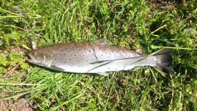 Atlantic salmon, 4.0 kg — Neris River