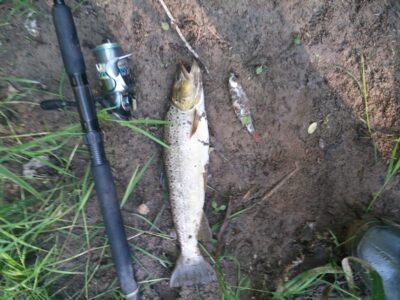 Brown Trout