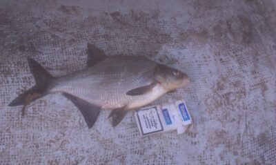 Carp bream, 1.0 kg — Alovės