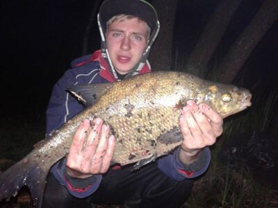 Carp bream, 1.8 kg — Imbradas