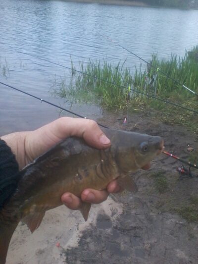 Carp, 0.7 kg — Karvys
