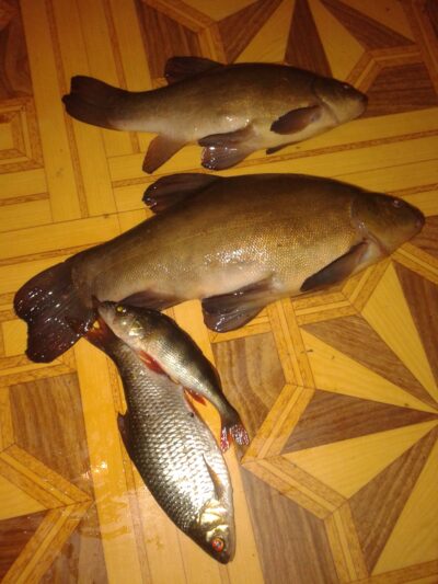 Tench, 1.0 kg