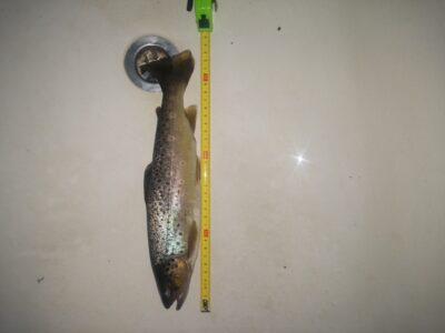 Brown Trout
