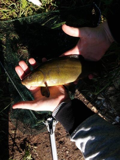 Tench, 0.3 kg — Aukštųjų Kaplių