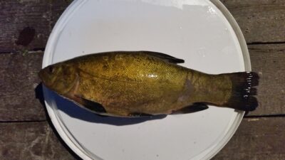 Tench — Praviena
