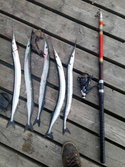 Garfish ×5 — Baltic Sea