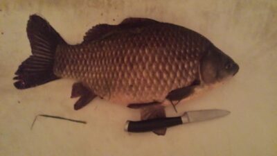 Crucian carp, 1.4 kg — Palėkių