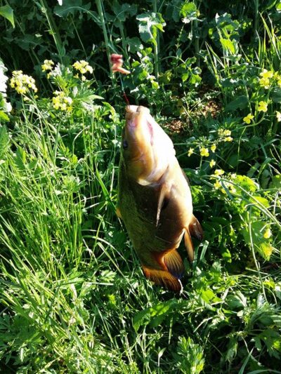 Tench, 1.4 kg — Sablauskių