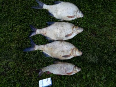 Carp bream ×3