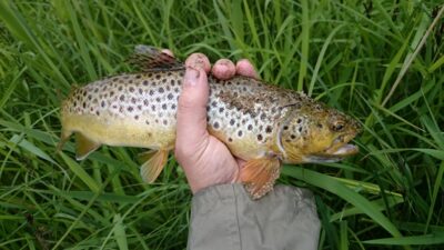 Brown Trout — Akmena