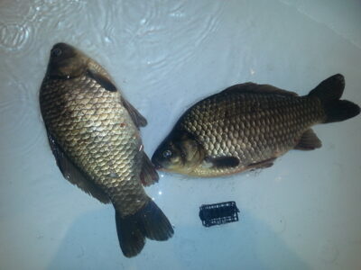 Prussian carp, 0.8 kg