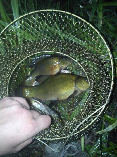 Tench ×2 — Grabuostas