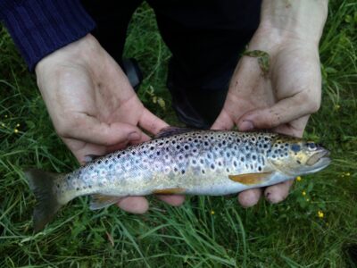 Brown Trout, 0.3 kg — Merkys
