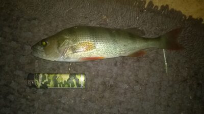 Eurasian perch, 0.2 kg