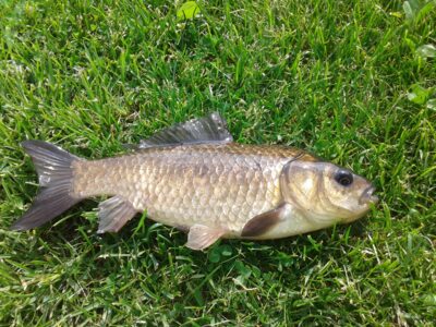 Prussian carp, 0.2 kg