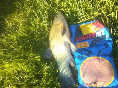 Tench, 1.1 kg