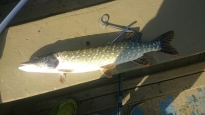 Northern Pike, 1.2 kg — Elektrėnai reservoir
