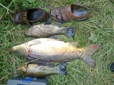 Carp, 5.0 kg