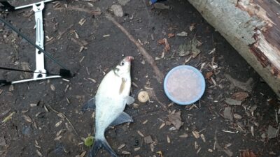 Silver Bream — Vėžaičių