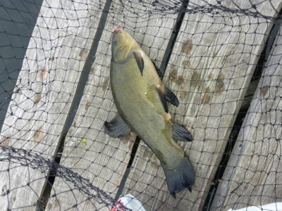 Tench ×7 — Šešuolių