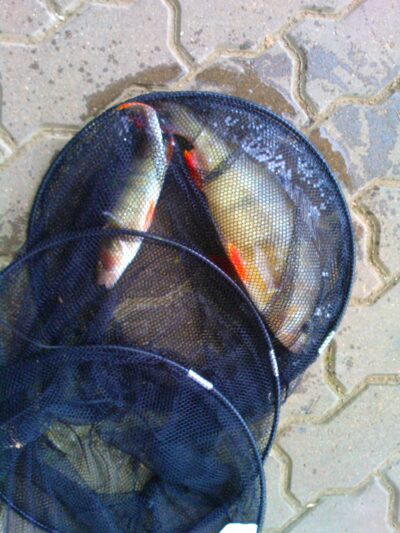 Eurasian perch, 0.8 kg