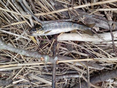 Brown Trout — Babrungas