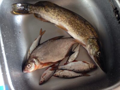 Carp bream, 0.3 kg