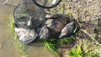 Carp bream, 7.0 kg — ATMATA