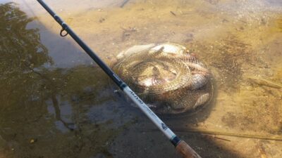Carp bream