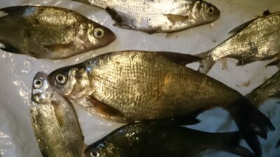Carp bream — Vėžaičių