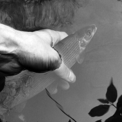 Grayling