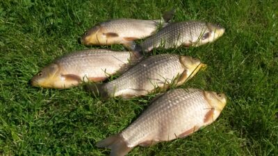 Prussian carp ×5