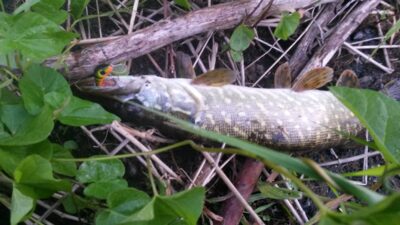 Northern Pike — Neman River
