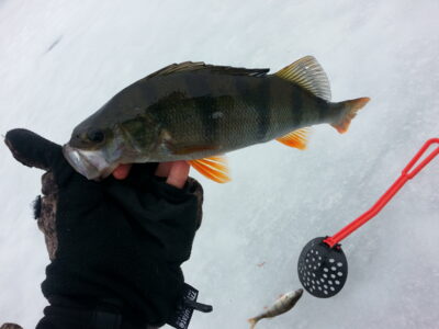Eurasian perch, 0.4 kg — Drūkšiai