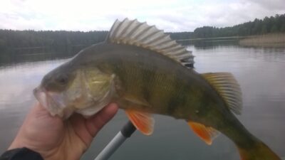 Eurasian perch