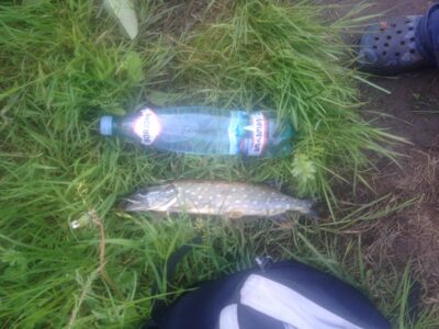Northern Pike — Neris River