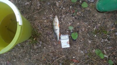 Eurasian perch, 0.2 kg — Margių