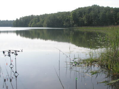 Tench, 0.5 kg — Asveja