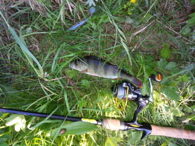 Eurasian perch, 0.2 kg — Kupiškio