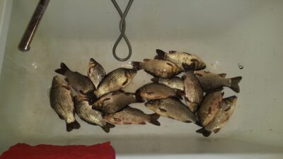 Crucian carp ×15