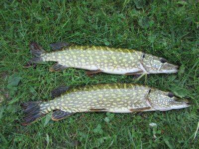 Northern Pike, 1.5 kg