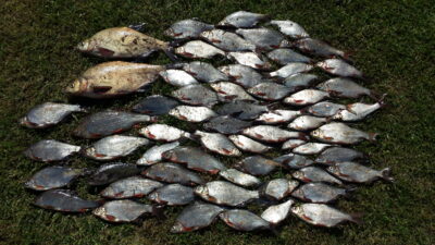 Carp bream — Skirvytė