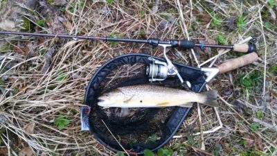 Brown Trout