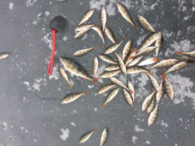 Eurasian perch, 0.3 kg — Drūkšiai